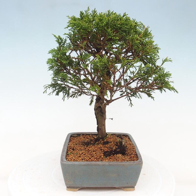 Bonsai da esterno - Juniperus chinensis Itoigawa