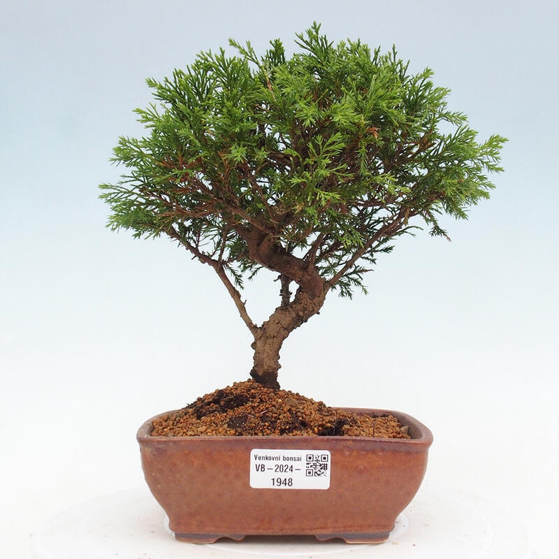 Bonsai da esterno - Juniperus chinensis Itoigawa