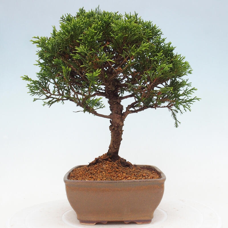 Bonsai da esterno - Juniperus chinensis Itoigawa