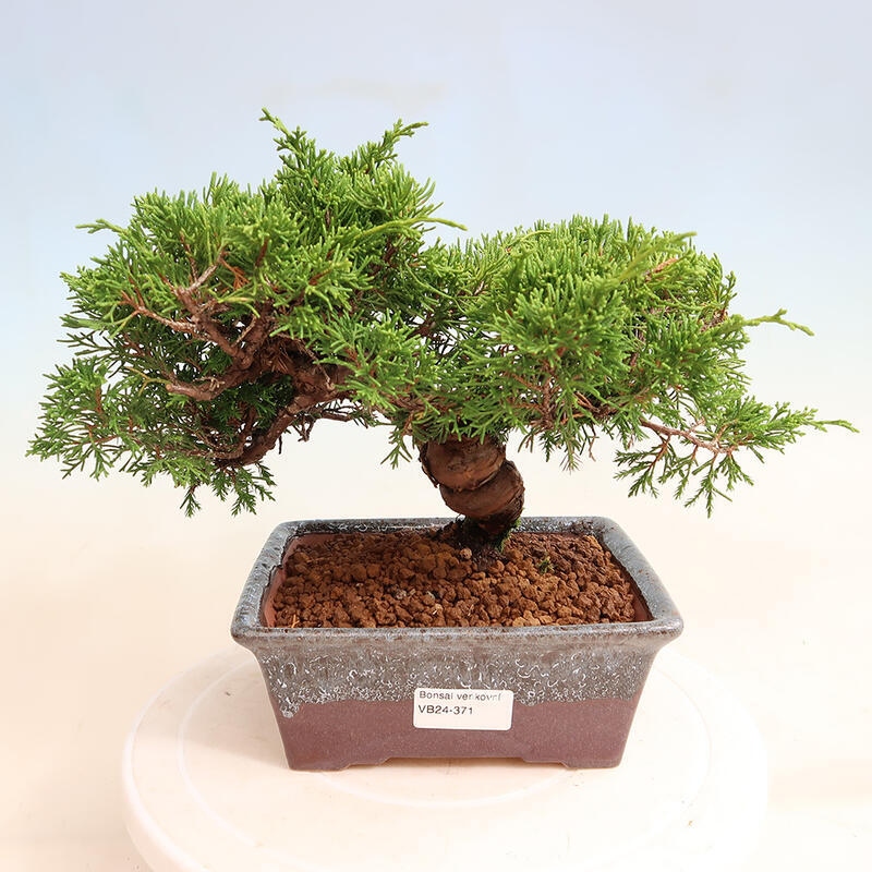 Bonsai da esterno - Juniperus chinensis Itoigawa
