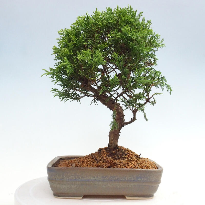 Bonsai da esterno - Juniperus chinensis Itoigawa