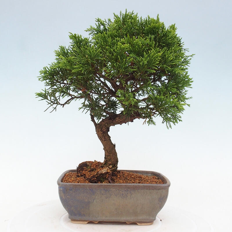 Bonsai da esterno - Juniperus chinensis Itoigawa