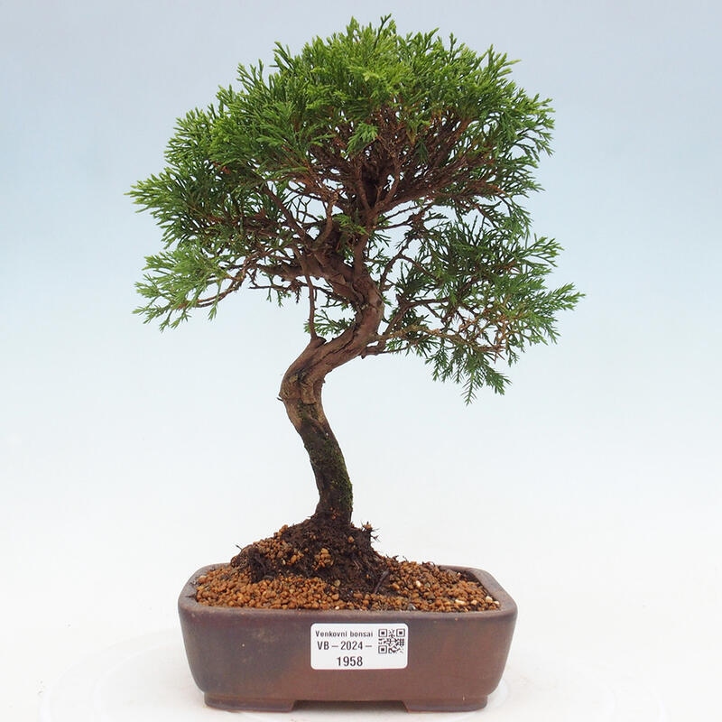 Bonsai da esterno - Juniperus chinensis Itoigawa