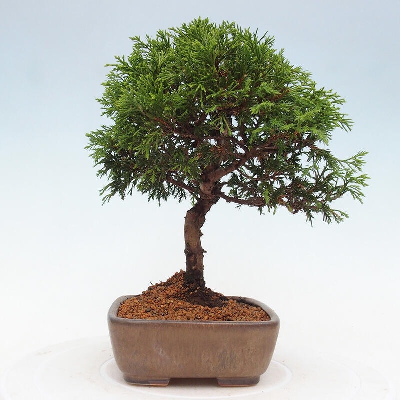Bonsai da esterno - Juniperus chinensis Itoigawa