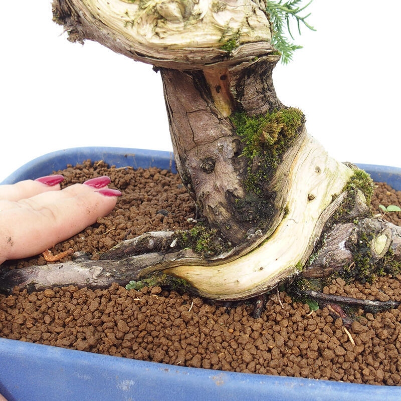 Bonsai da esterno - Juniperus chinensis Itoigawa-Juniperus chinensis
