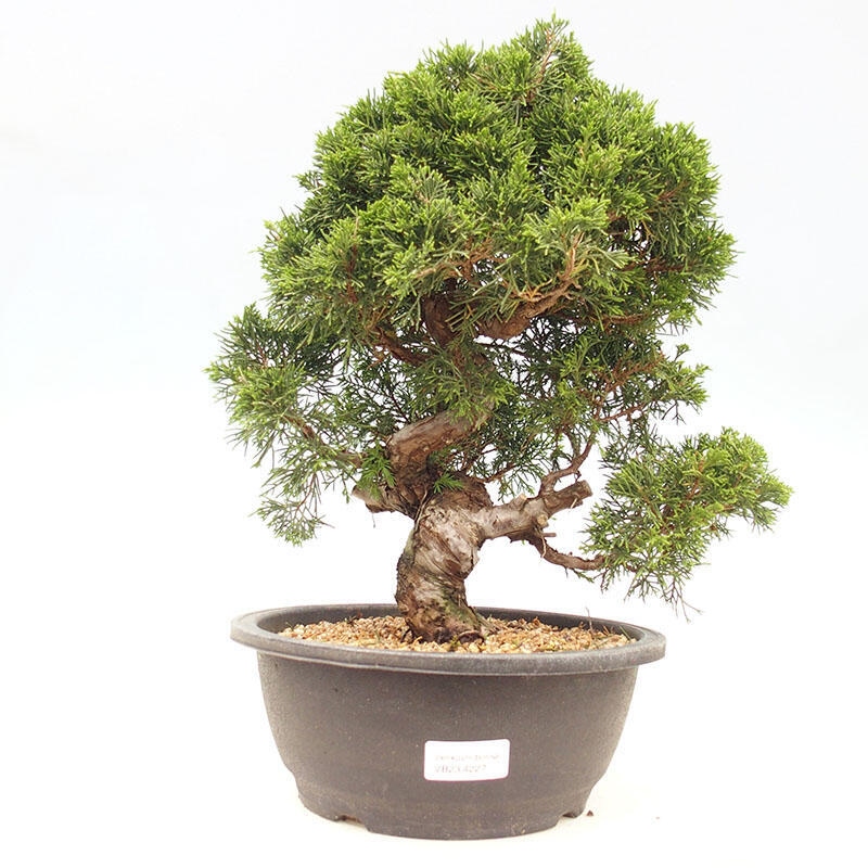 Bonsai da esterno - Juniperus chinensis Itoigawa-Juniperus chinensis