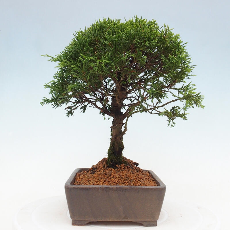 Bonsai da esterno - Juniperus chinensis Itoigawa