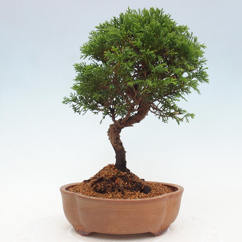 Bonsai da esterno - Juniperus chinensis Itoigawa