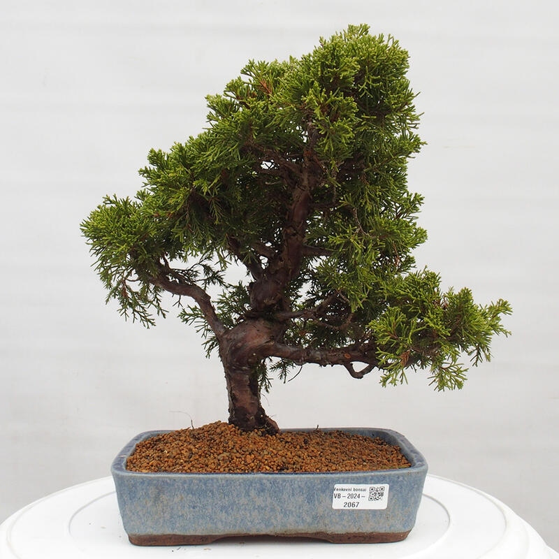 Bonsai da esterno - Juniperus chinensis Itoigawa