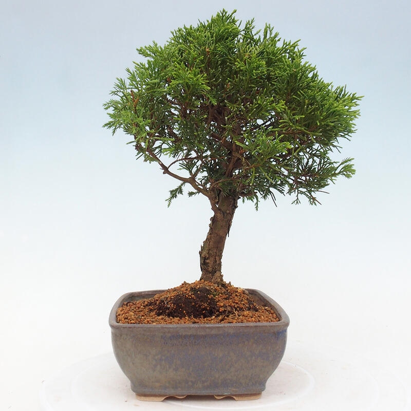 Bonsai da esterno - Juniperus chinensis Itoigawa