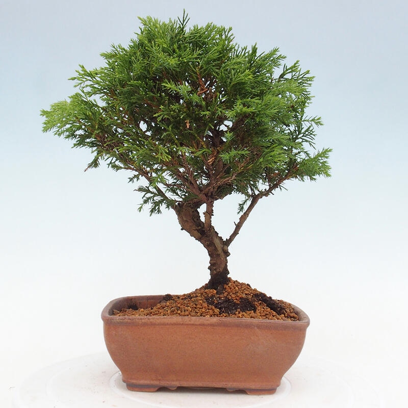 Bonsai da esterno - Juniperus chinensis Itoigawa