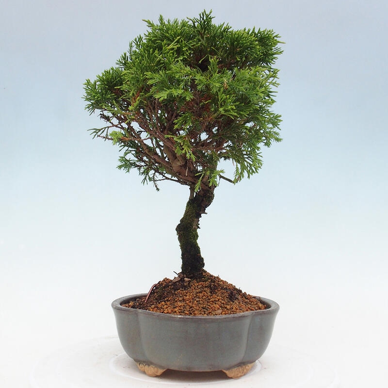 Bonsai da esterno - Juniperus chinensis Itoigawa