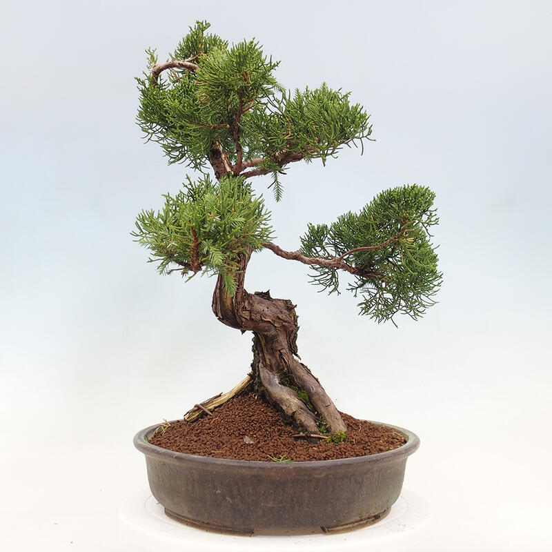 Bonsai da esterno - Juniperus chinensis Itoigawa-Juniperus chinensis