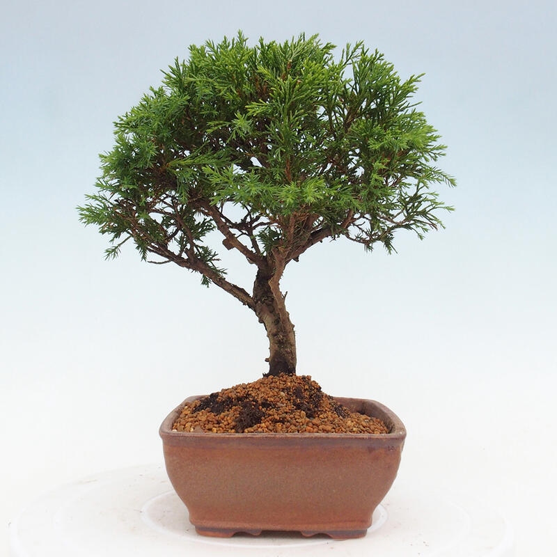 Bonsai da esterno - Juniperus chinensis Itoigawa