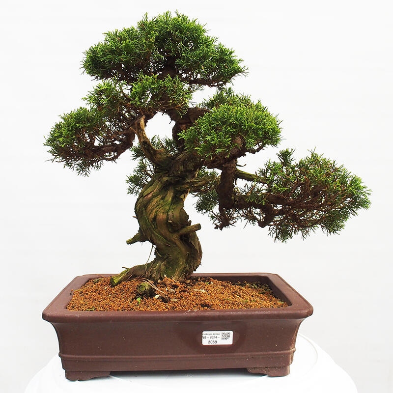 Bonsai da esterno - Juniperus chinensis Itoigawa