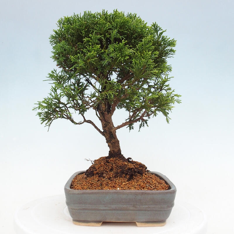 Bonsai da esterno - Juniperus chinensis Itoigawa