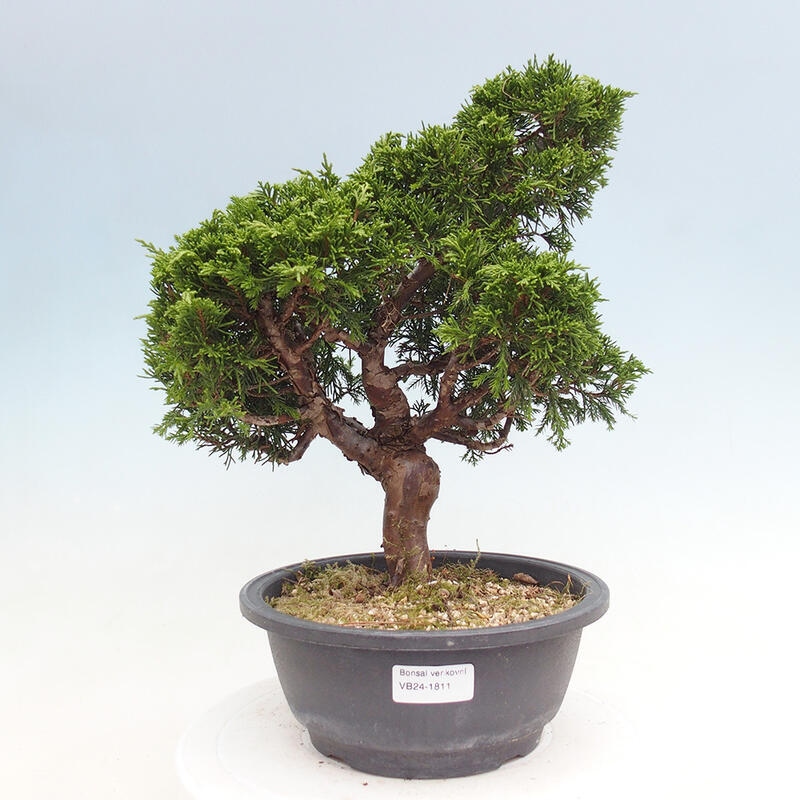 Bonsai da esterno - Juniperus chinensis Itoigawa