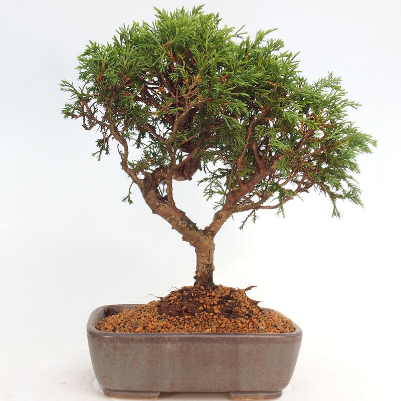 Bonsai da esterno - Juniperus chinensis Itoigawa