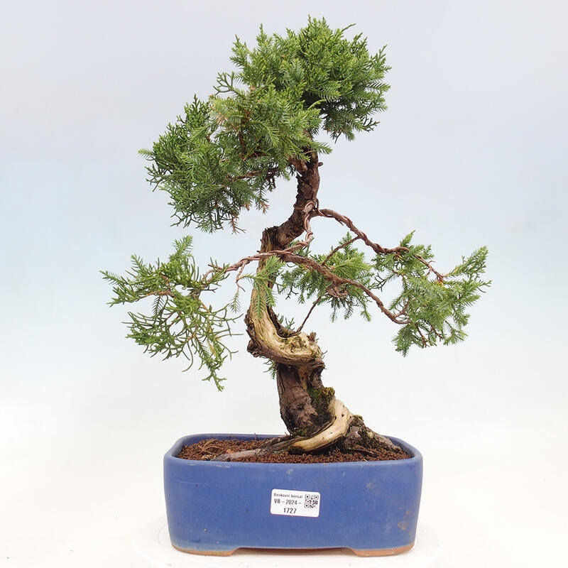 Bonsai da esterno - Juniperus chinensis Itoigawa-Juniperus chinensis