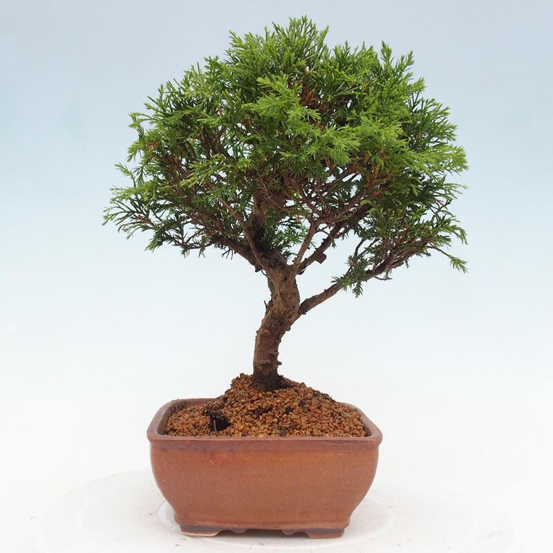Bonsai da esterno - Juniperus chinensis Itoigawa