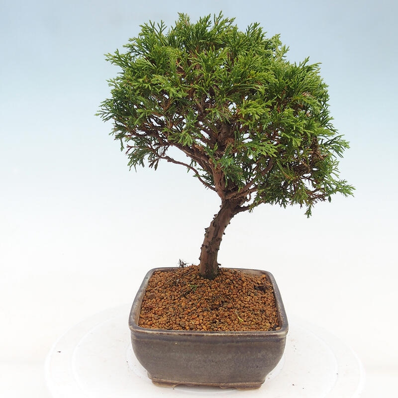 Bonsai da esterno - Juniperus chinensis Itoigawa