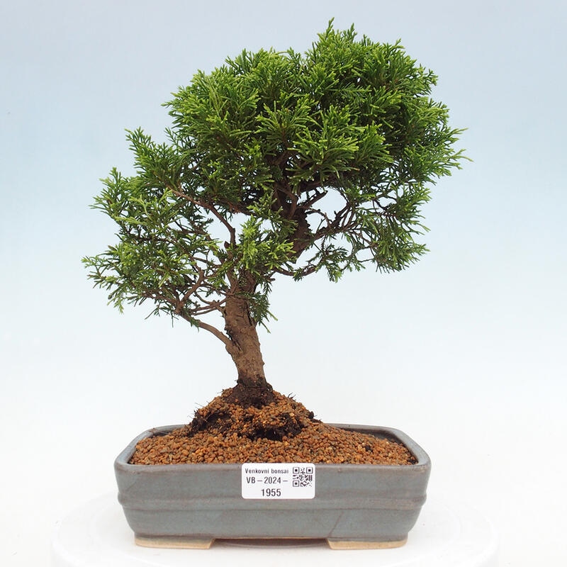 Bonsai da esterno - Juniperus chinensis Itoigawa