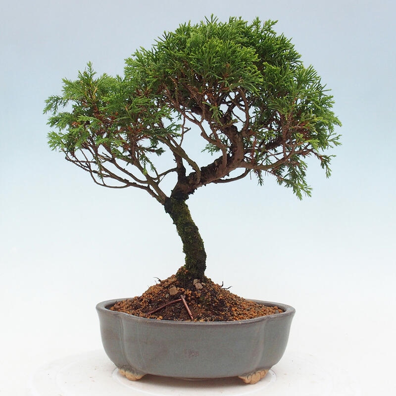 Bonsai da esterno - Juniperus chinensis Itoigawa