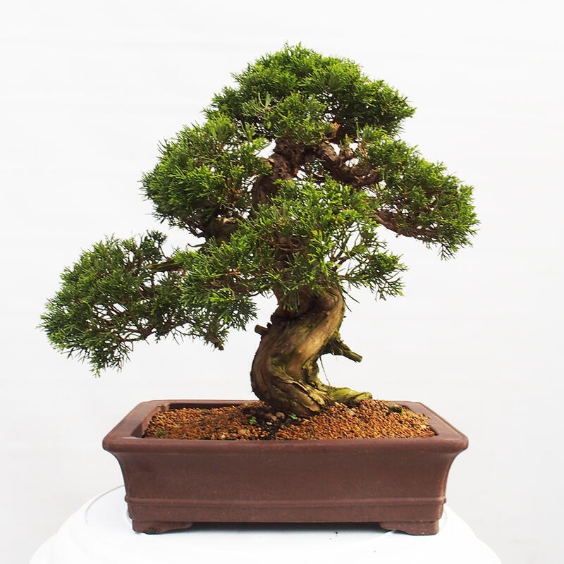 Bonsai da esterno - Juniperus chinensis Itoigawa