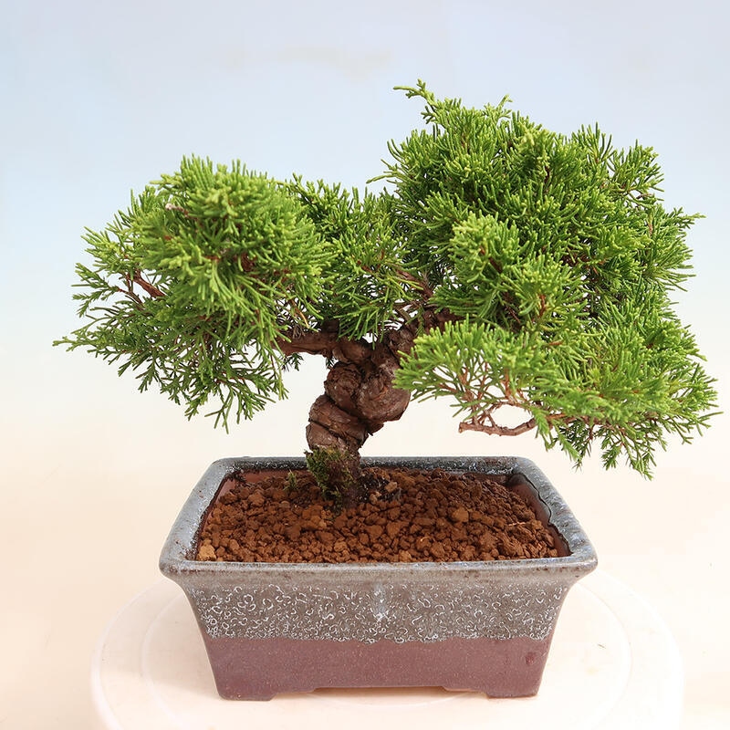 Bonsai da esterno - Juniperus chinensis Itoigawa