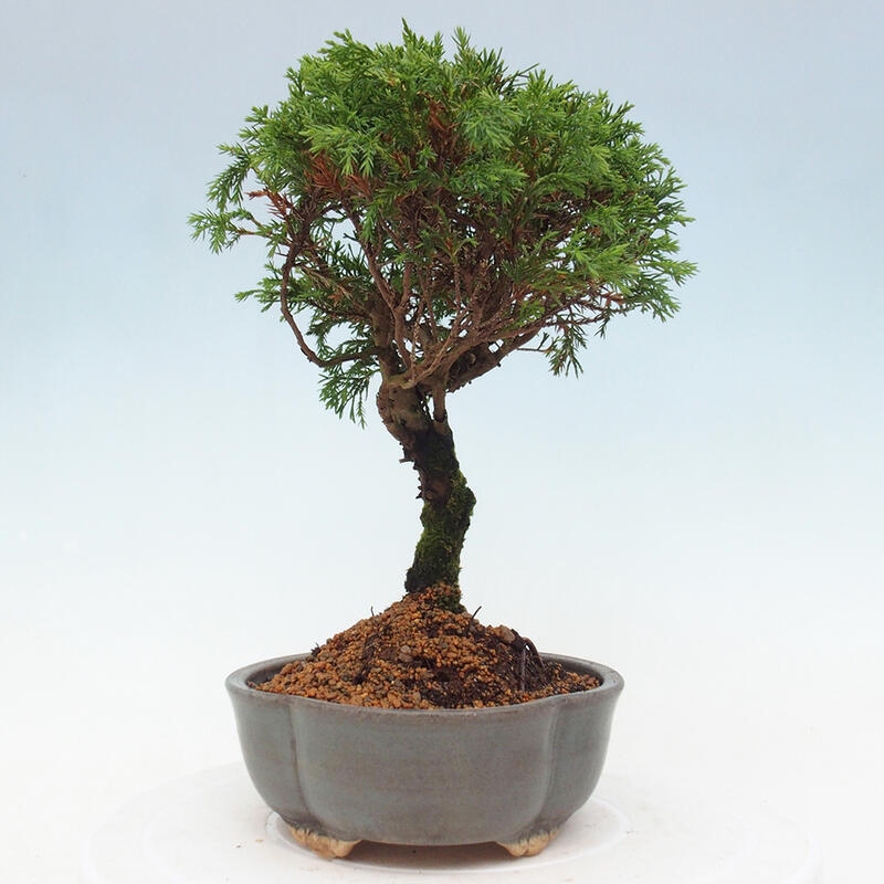 Bonsai da esterno - Juniperus chinensis Itoigawa