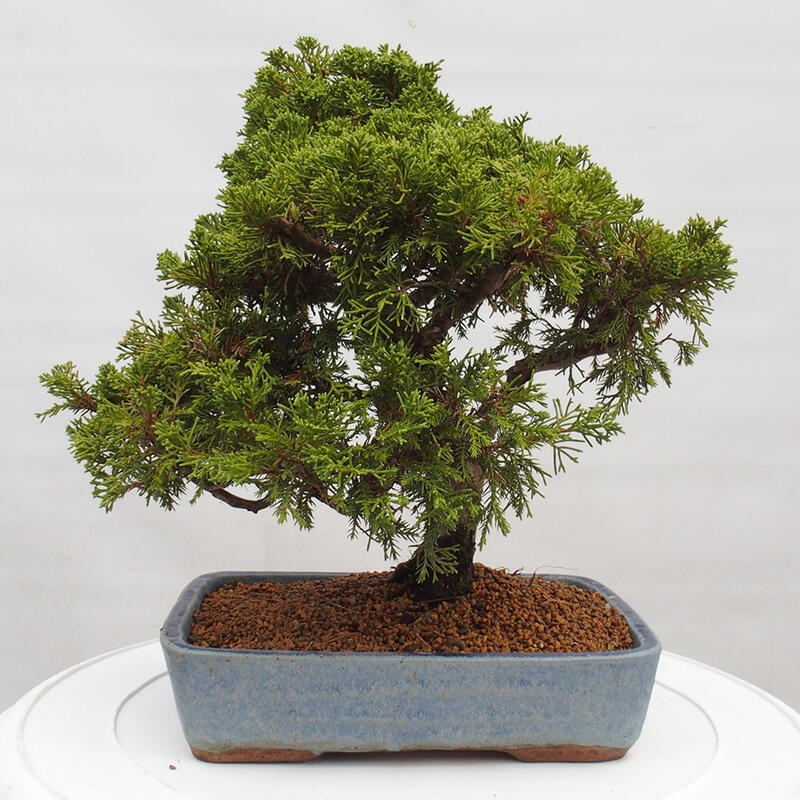 Bonsai da esterno - Juniperus chinensis Itoigawa