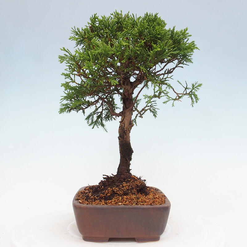 Bonsai da esterno - Juniperus chinensis Itoigawa