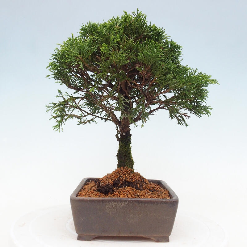 Bonsai da esterno - Juniperus chinensis Itoigawa