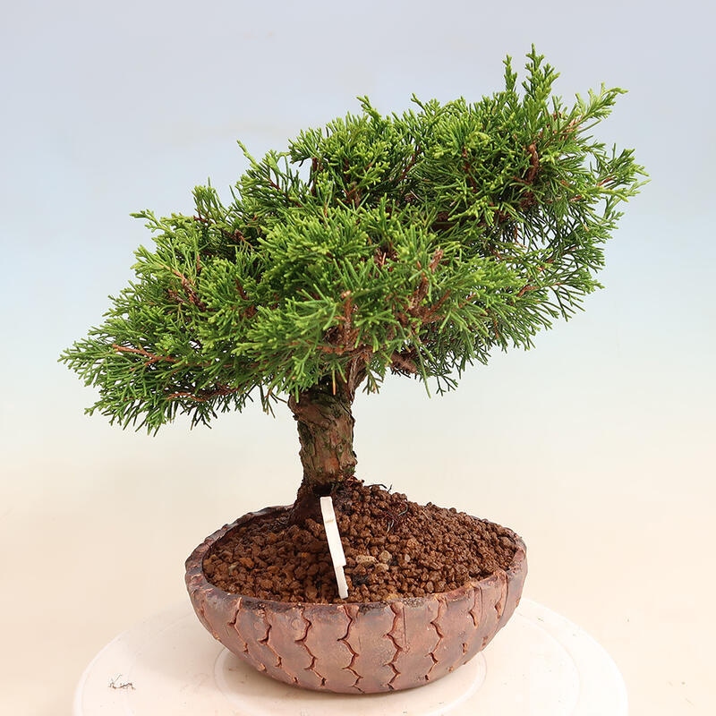 Bonsai da esterno - Juniperus chinensis Itoigawa