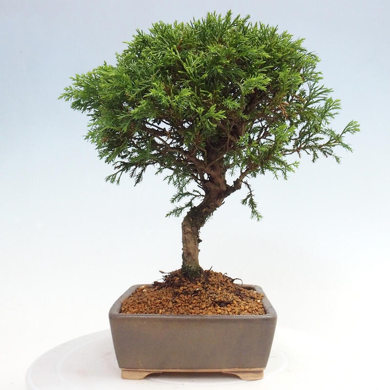 Bonsai da esterno - Juniperus chinensis Itoigawa