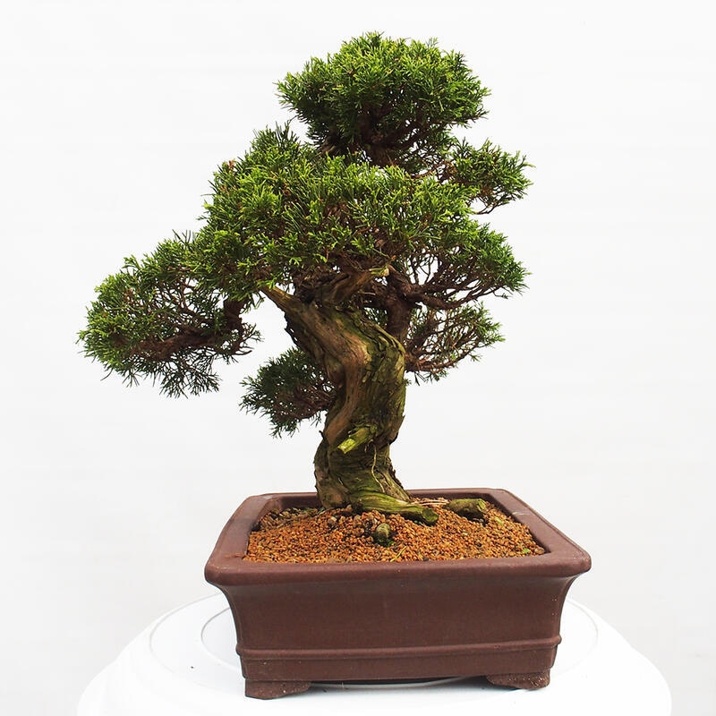 Bonsai da esterno - Juniperus chinensis Itoigawa