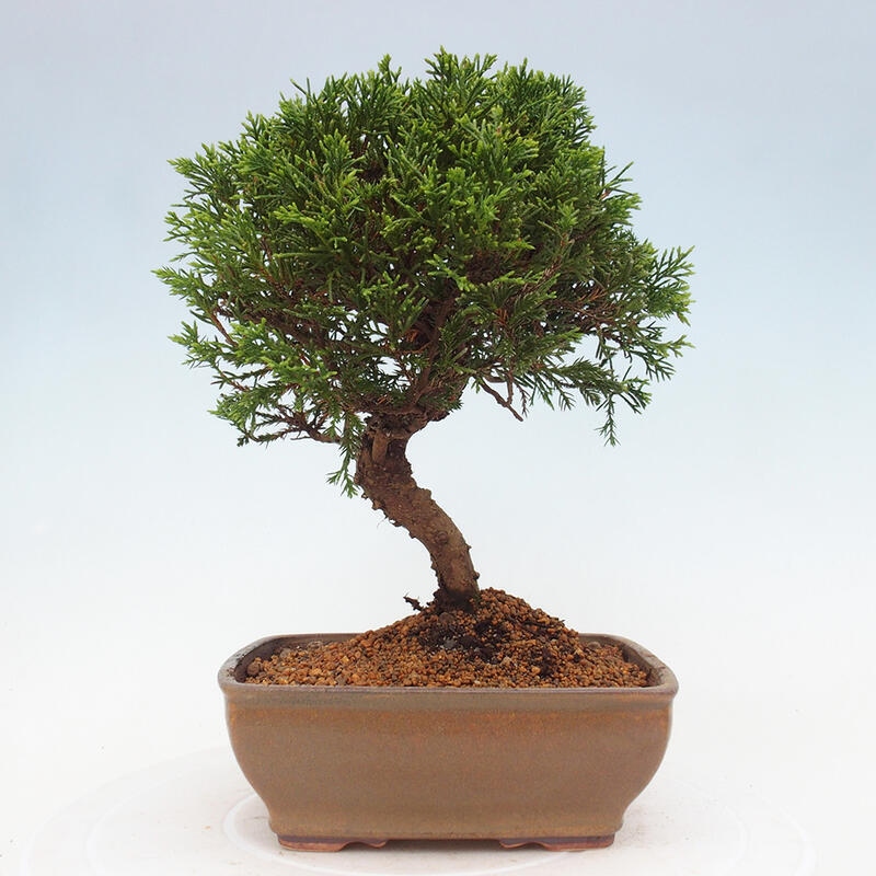 Bonsai da esterno - Juniperus chinensis Itoigawa