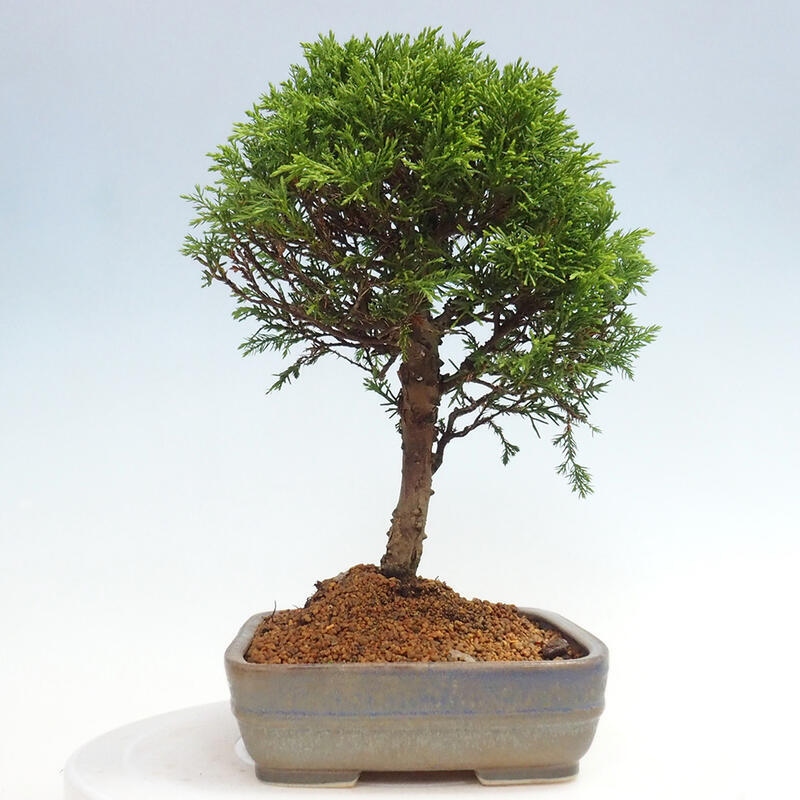 Bonsai da esterno - Juniperus chinensis Itoigawa