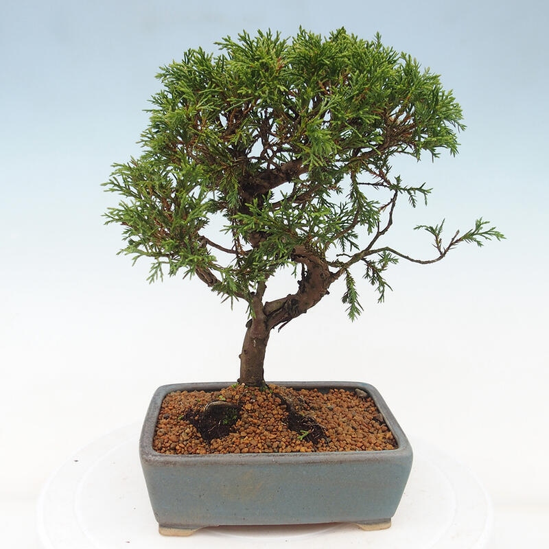 Bonsai da esterno - Juniperus chinensis Itoigawa