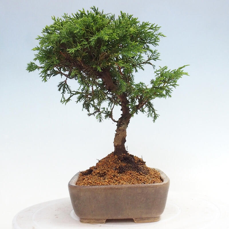 Bonsai da esterno - Juniperus chinensis Itoigawa