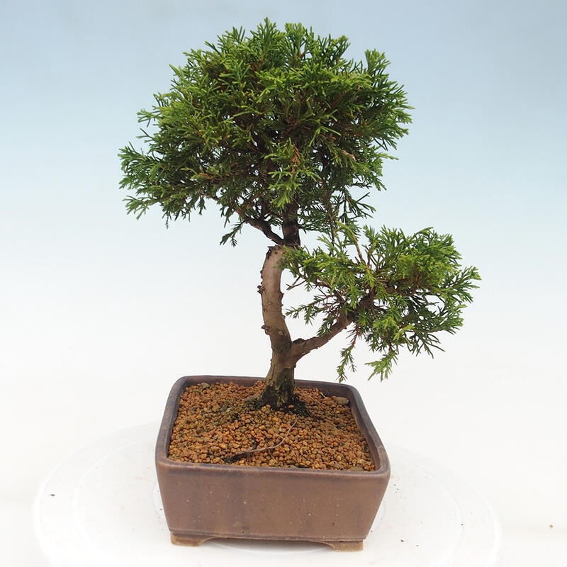 Bonsai da esterno - Juniperus chinensis Itoigawa