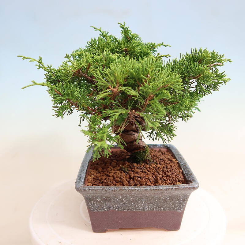 Bonsai da esterno - Juniperus chinensis Itoigawa