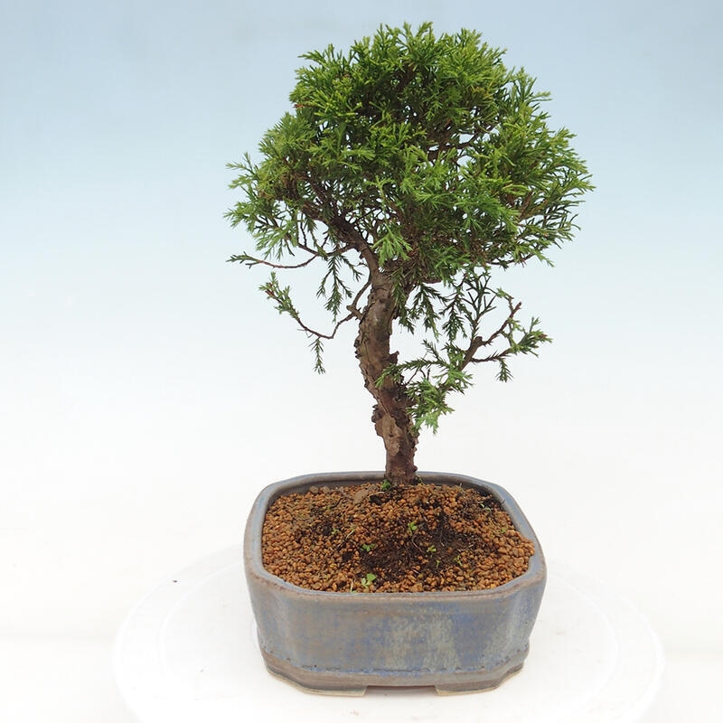 Bonsai da esterno - Juniperus chinensis Itoigawa