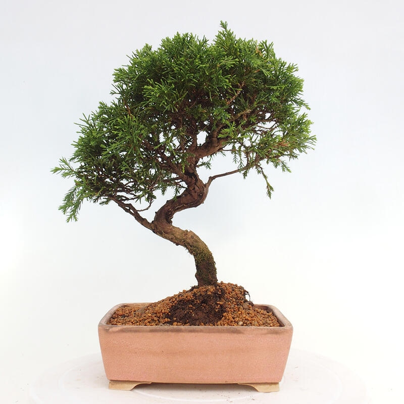 Bonsai da esterno - Juniperus chinensis Itoigawa