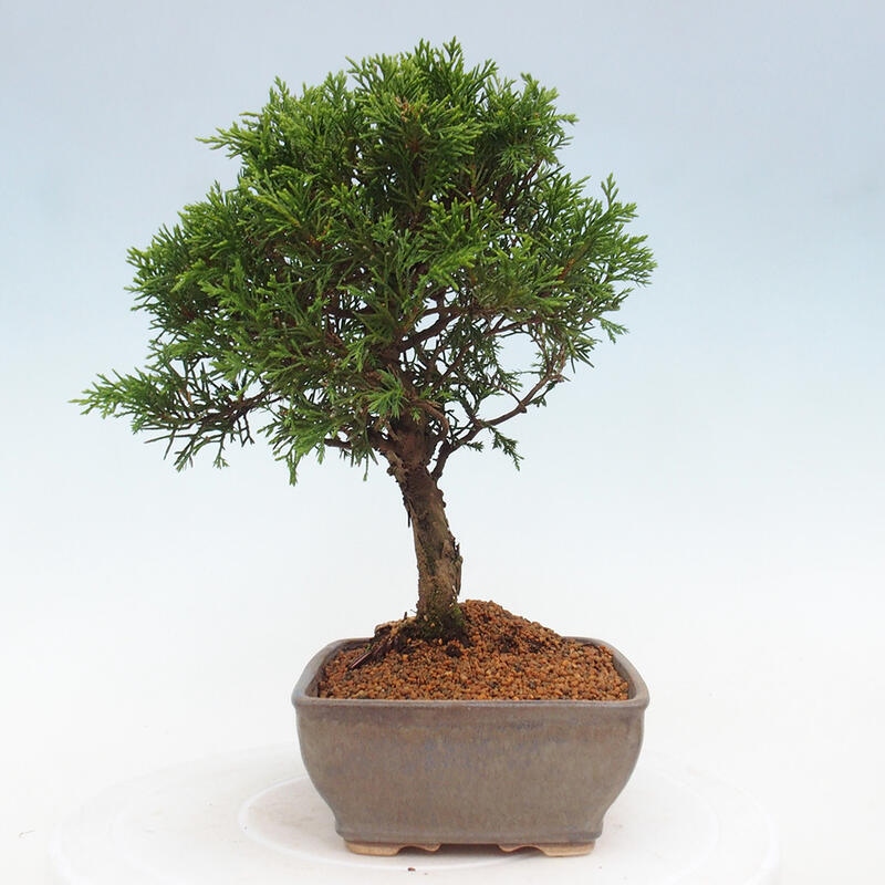 Bonsai da esterno - Juniperus chinensis Itoigawa