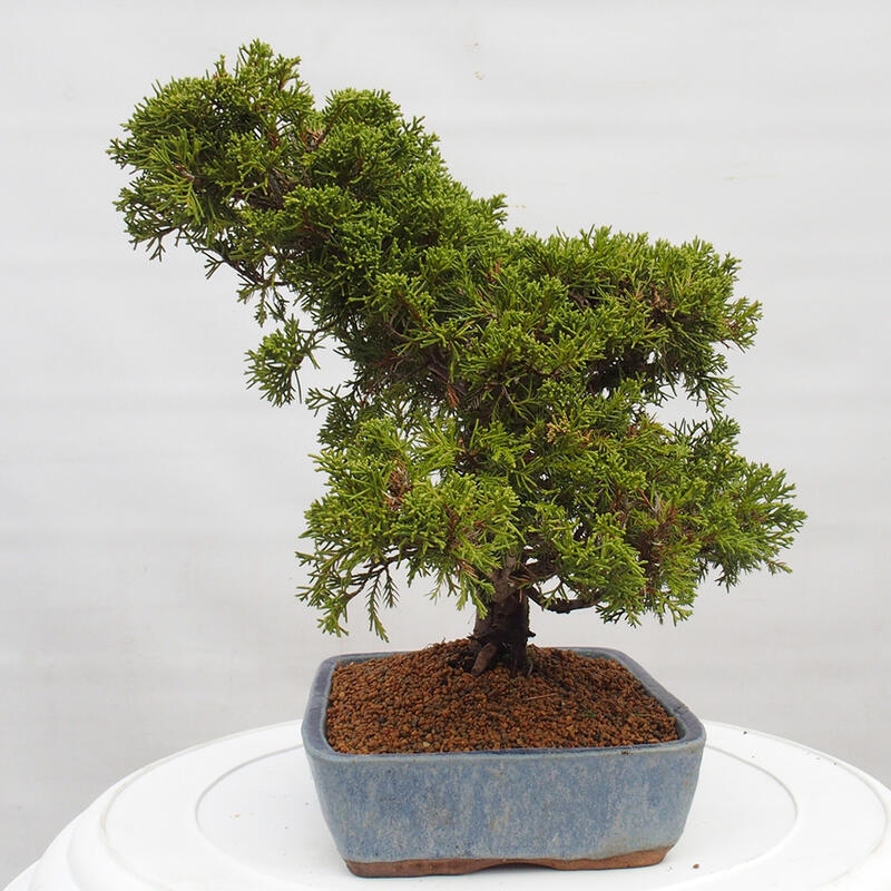 Bonsai da esterno - Juniperus chinensis Itoigawa