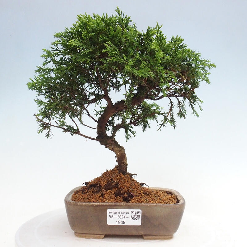 Bonsai da esterno - Juniperus chinensis Itoigawa
