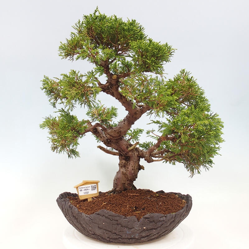 Bonsai da esterno - Juniperus chinensis Kishu