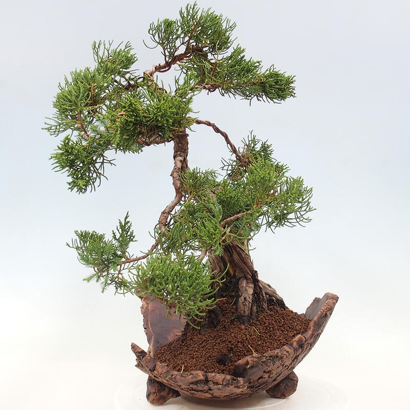 Bonsai da esterno - Juniperus chinensis Kishu