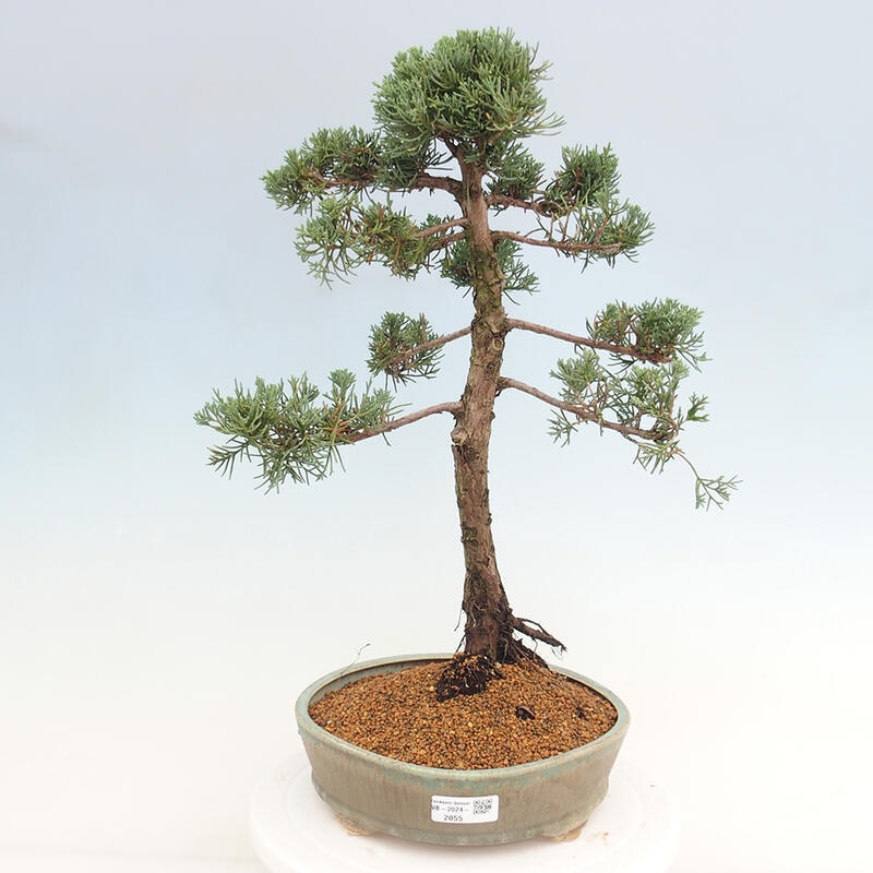 Bonsai da esterno - Juniperus chinensis Kishu